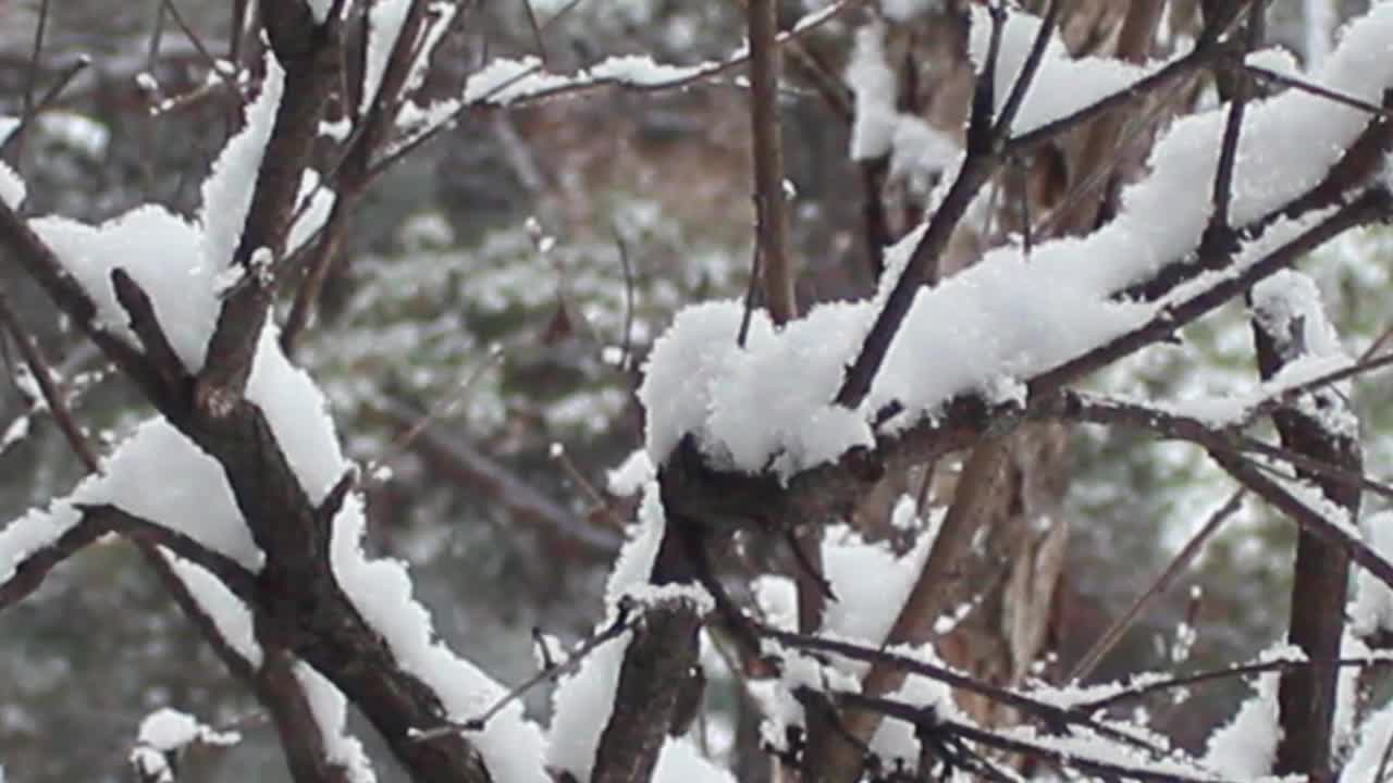 雪地和树木的景色，在一个公园在冬天视频素材