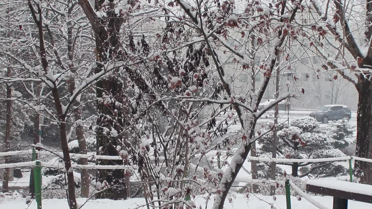 雪地和树木的景色，在一个公园在冬天视频素材