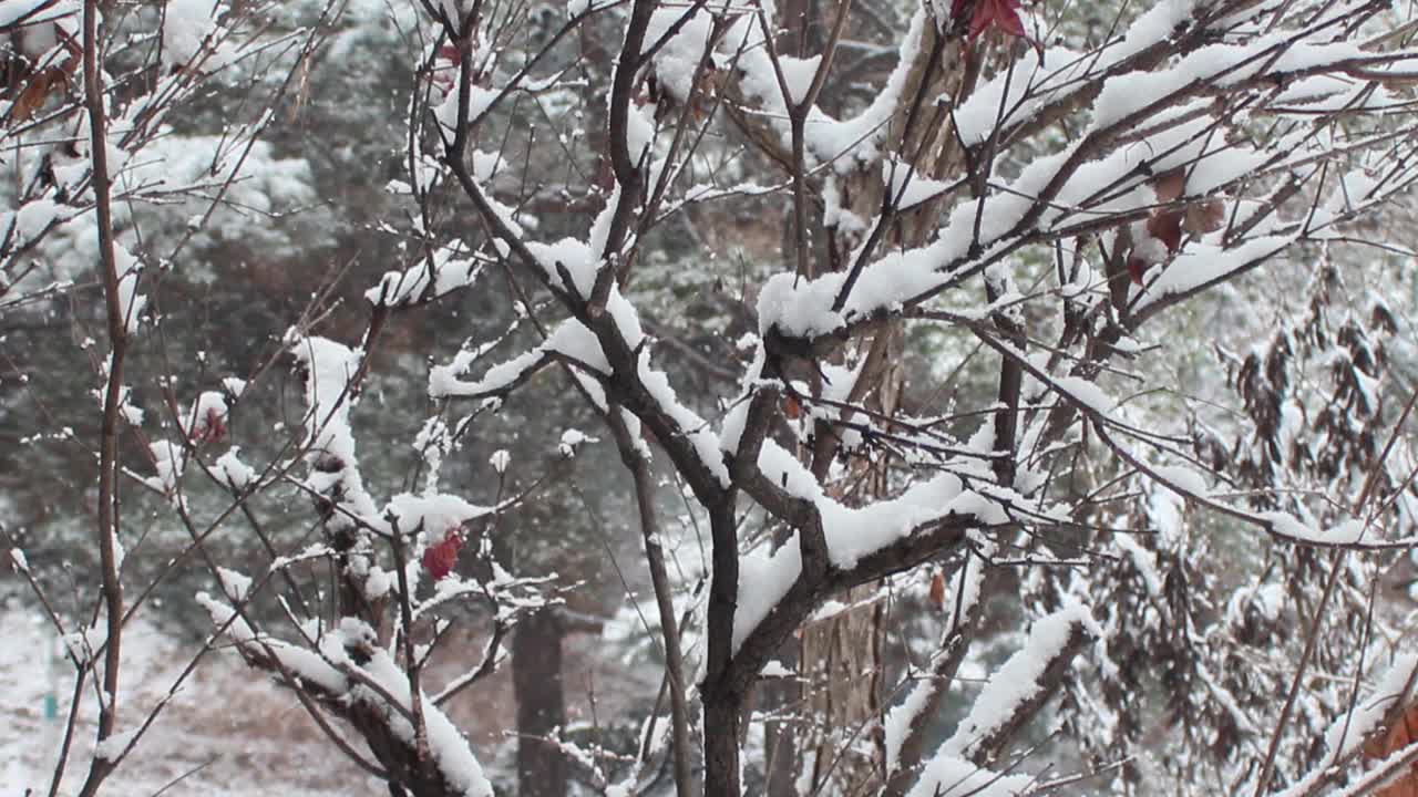 雪地和树木的景色，在一个公园在冬天视频素材