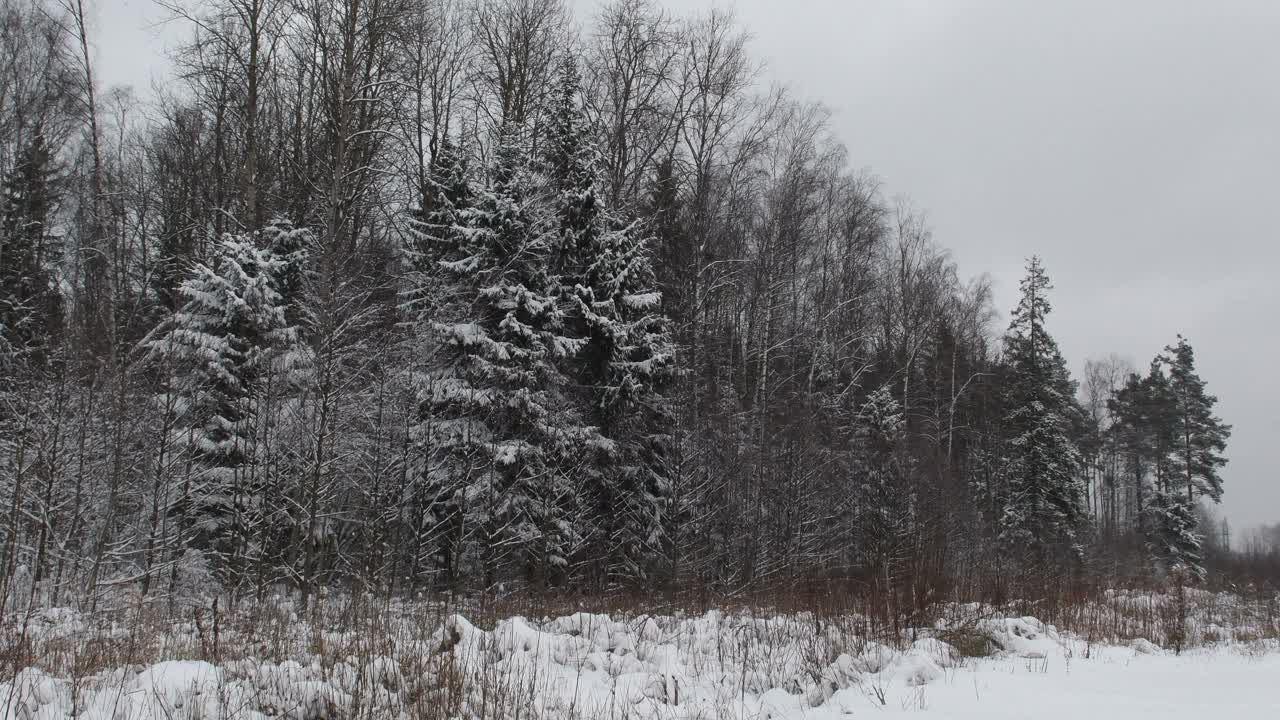 冬天下雪的野生森林。视频素材