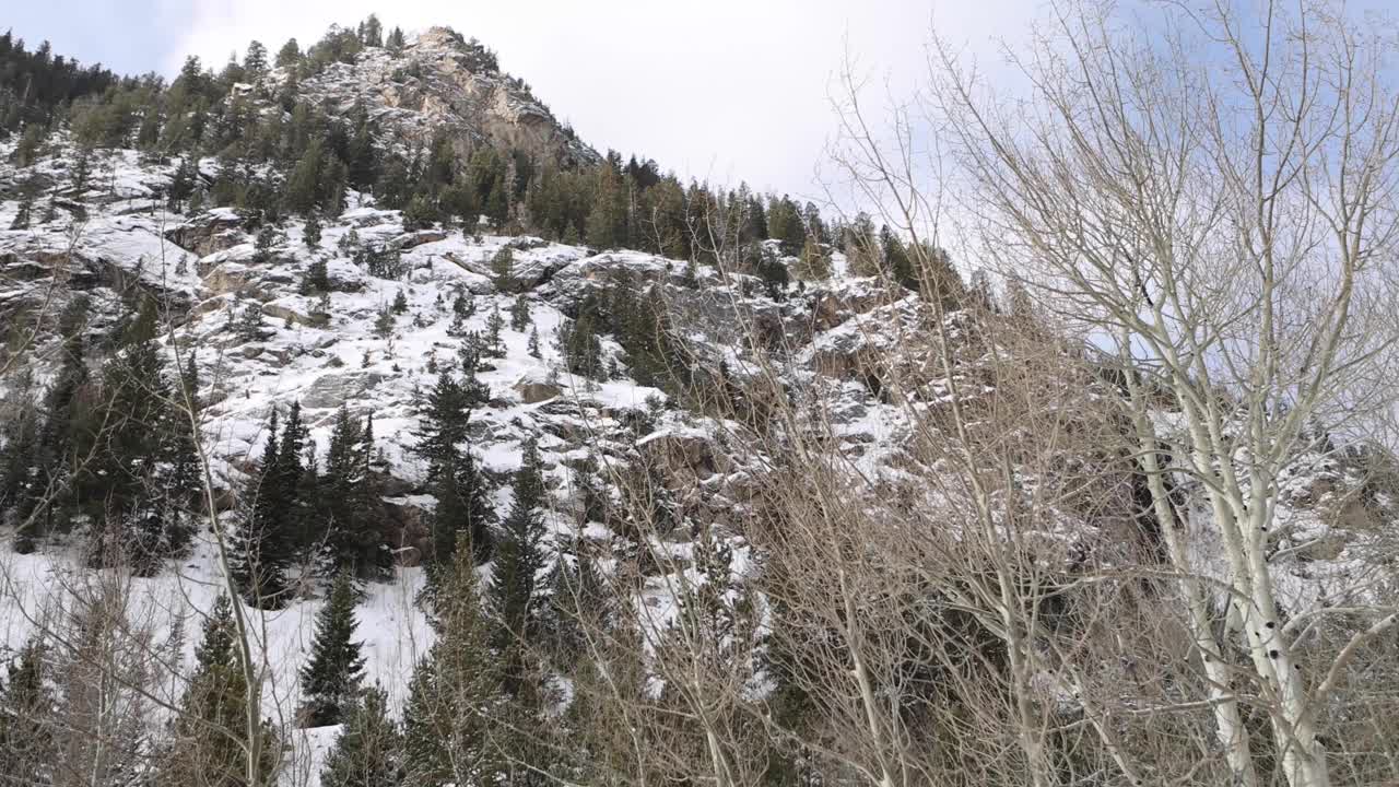 松树后的雪峰视频素材