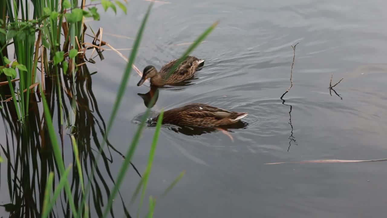 野鸭在湖面上游泳视频素材