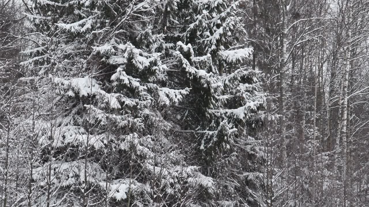 冬天下雪的野生森林。视频素材