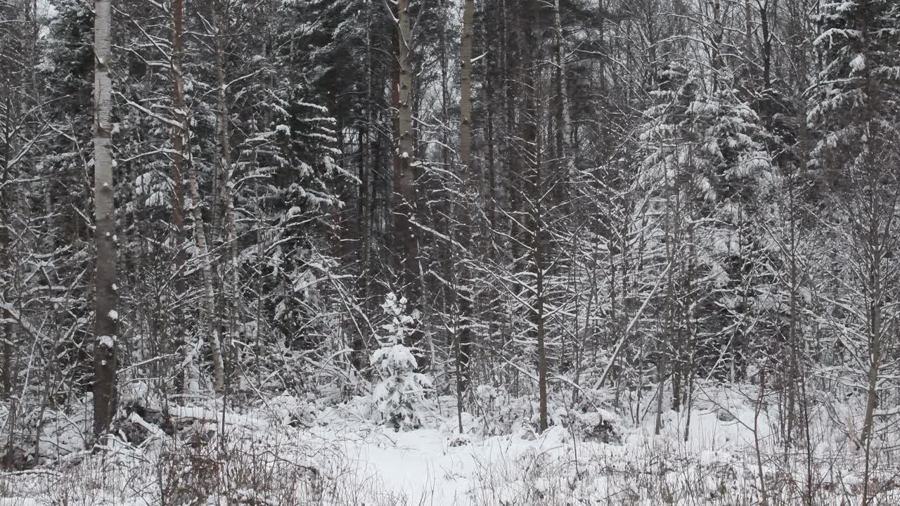 冬天下雪的野生森林。视频素材