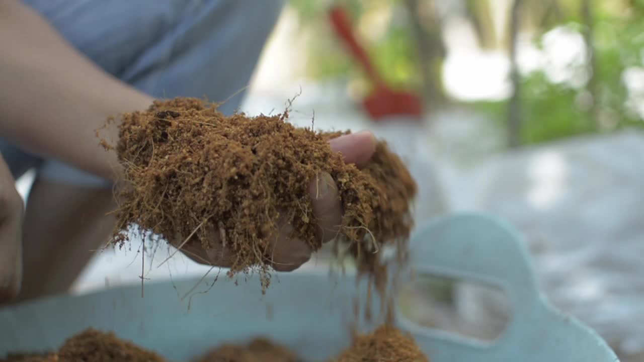 手的女园丁拿着和触摸椰子绒毛的质量测试。视频素材