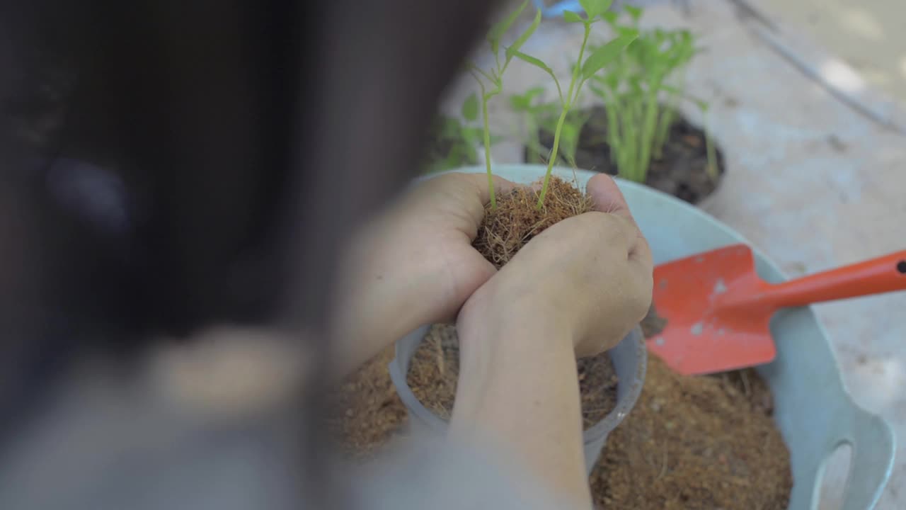 妇女手持幼苗植物在她的手掌重新种植到花盆在家里。视频素材