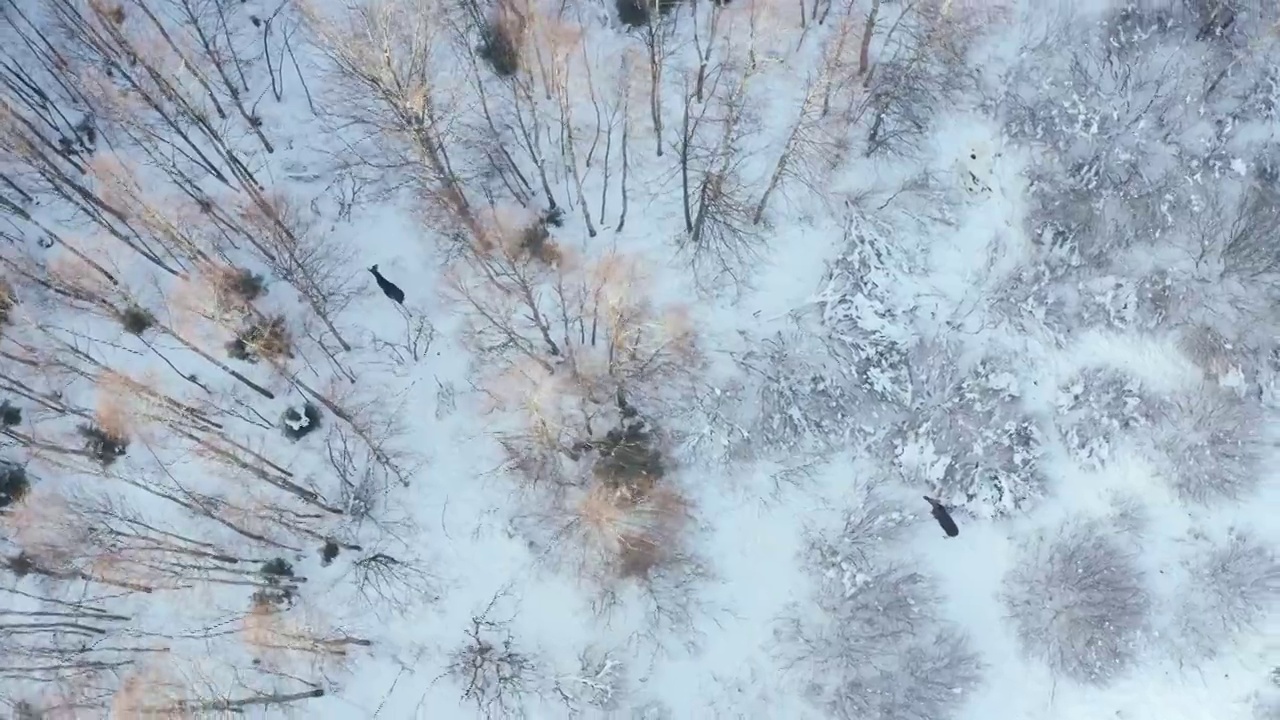 冬天，两只麋鹿在被雪封住的森林里寻找食物。鸟瞰图视频素材