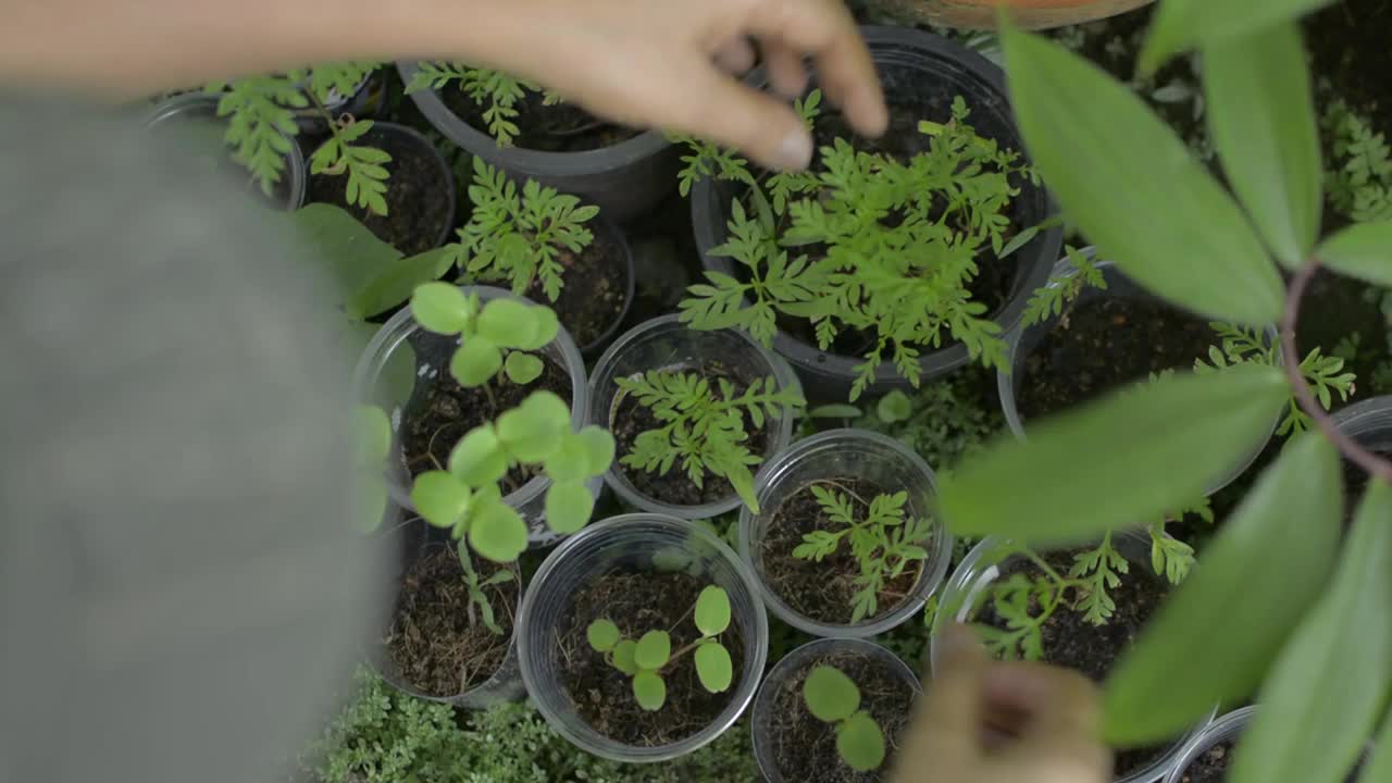 俯视图妇女照顾幼苗植物生长在塑料花盆在家里。视频素材