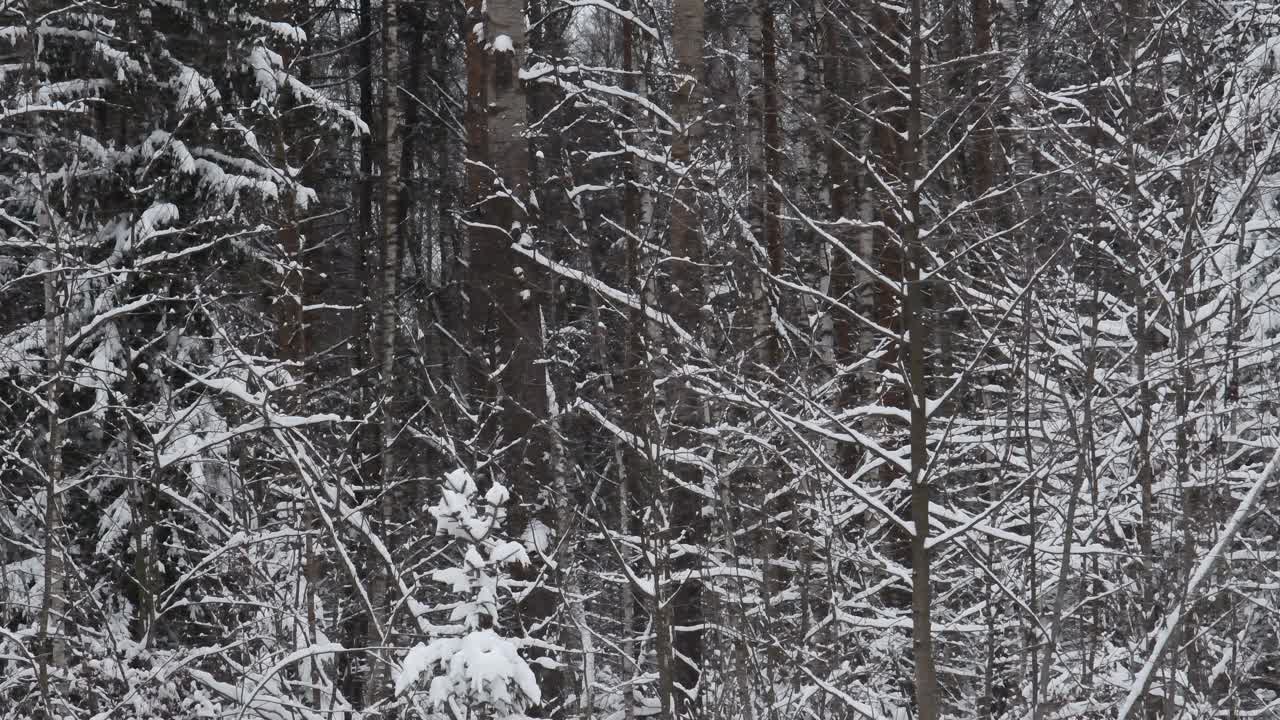 冬天下雪的野生森林。视频素材