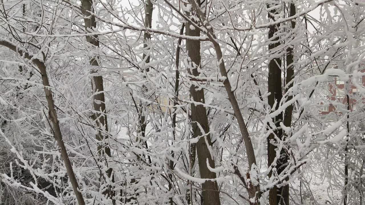 雪花落在冷杉树枝上视频下载