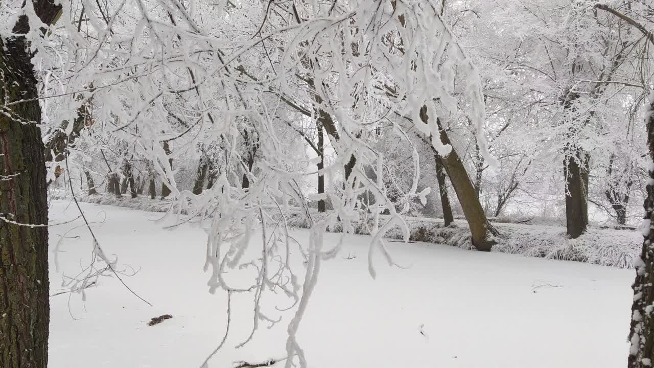 雪花覆盖了云杉视频下载