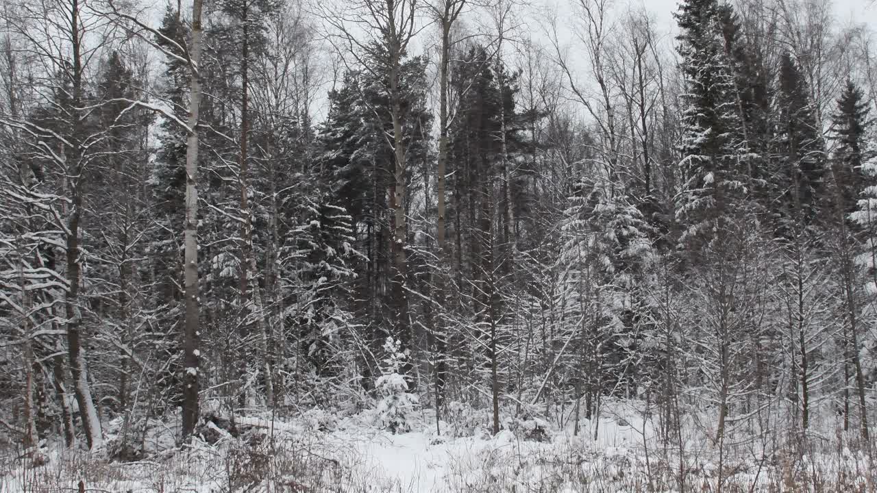 冬天下雪的野生森林。视频素材