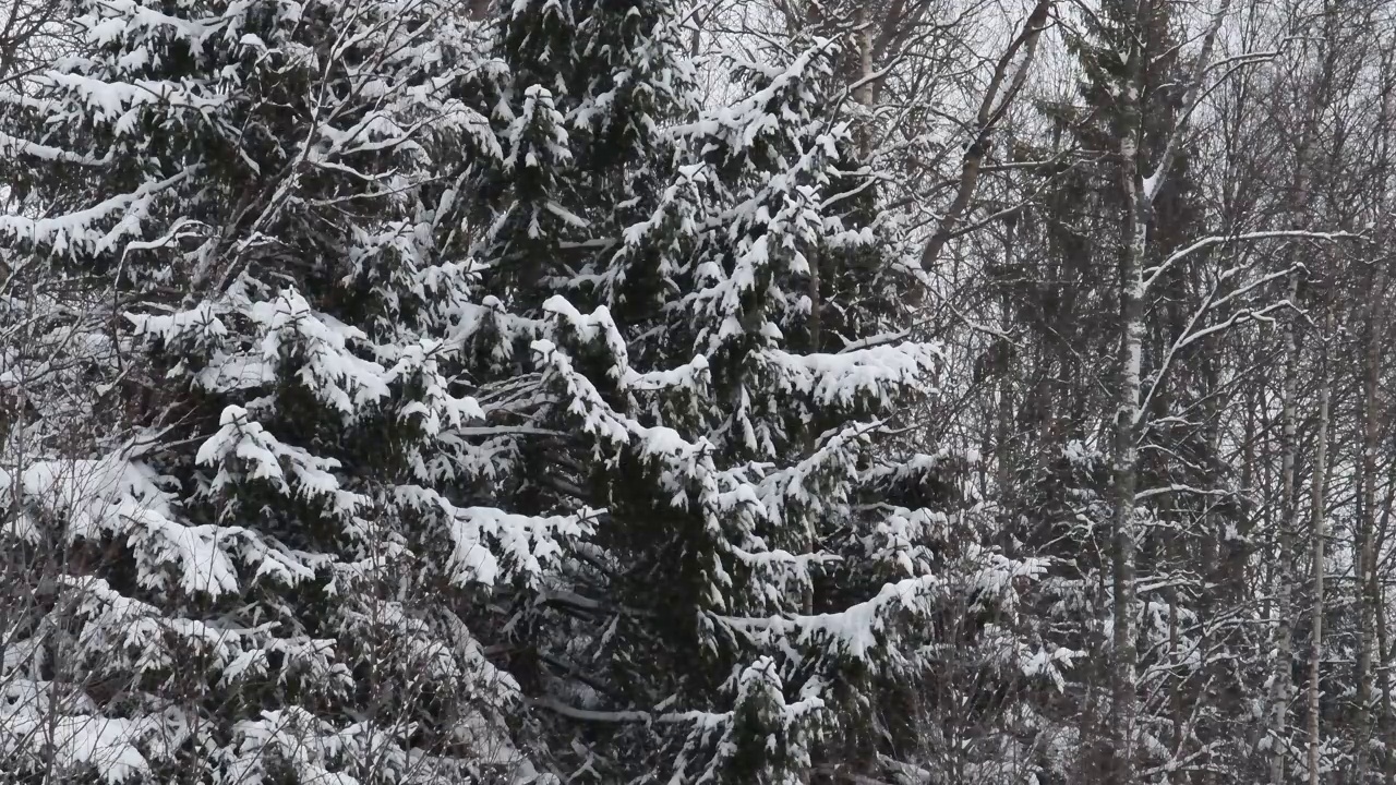 冬天下雪的野生森林。视频素材