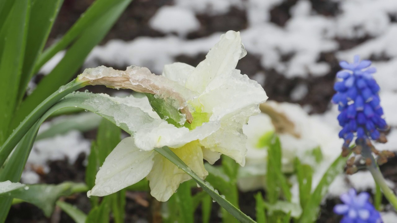 雪下春花视频素材