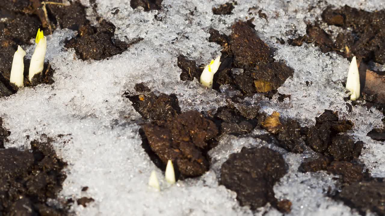 春天融化的雪视频素材