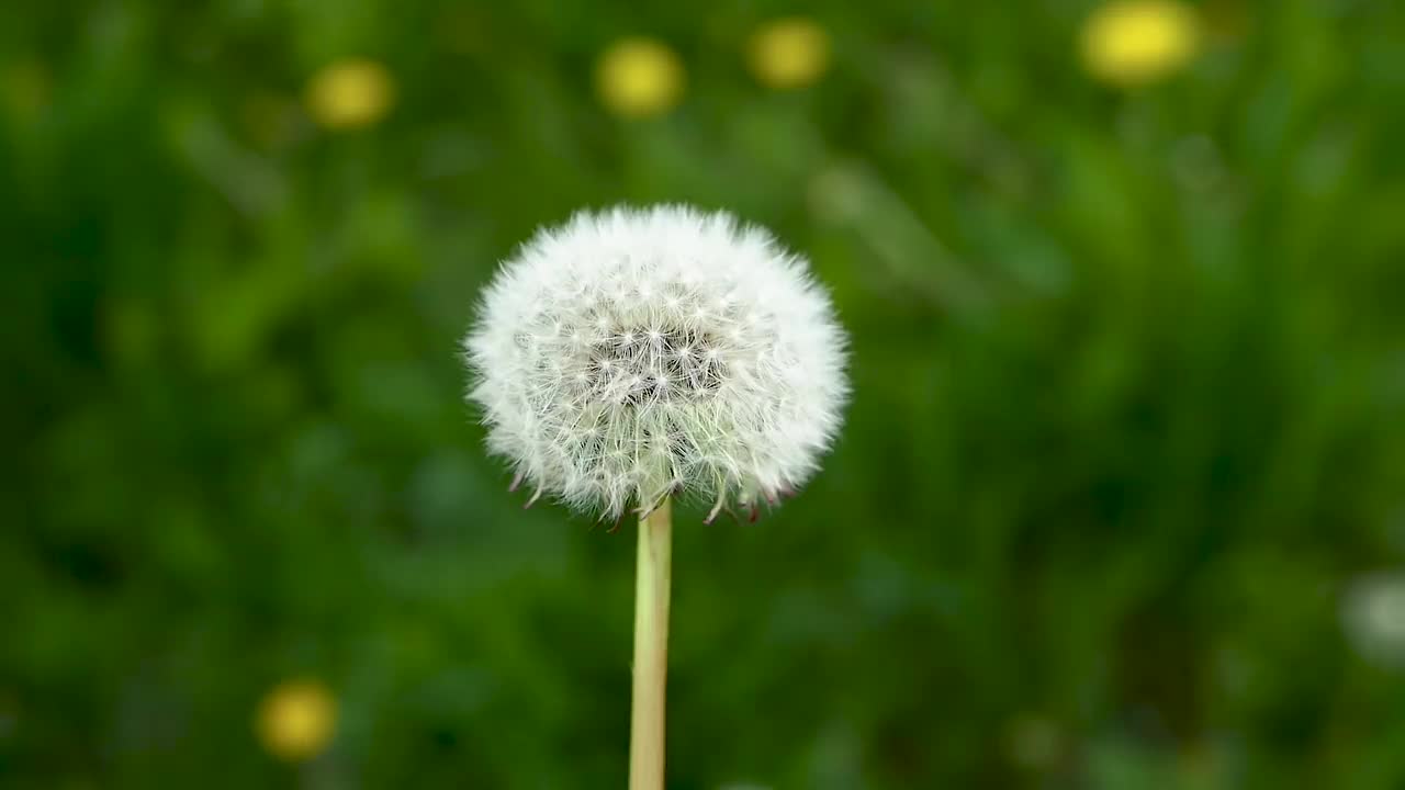 蒲公英翱翔的空气绿草背景美丽的春天蒲公英视频素材