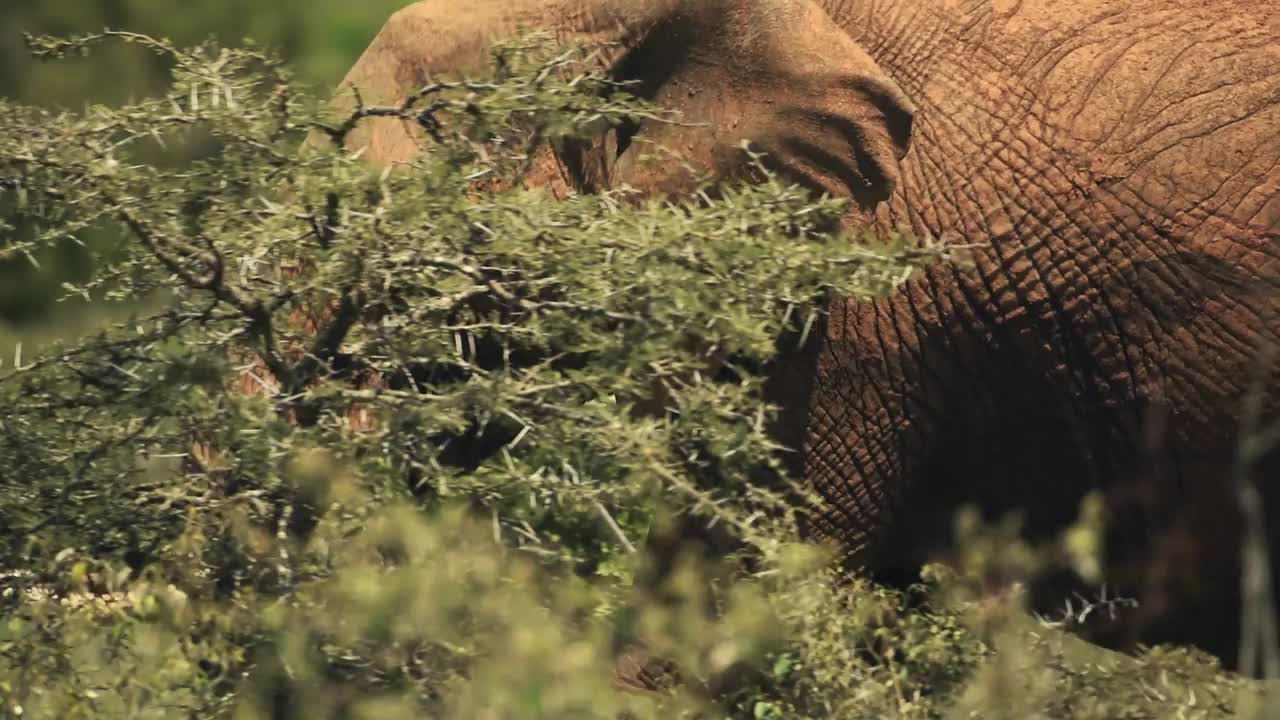 一只非洲丛林象独自行走在El Karama小屋内的植物后面。中枪视频素材