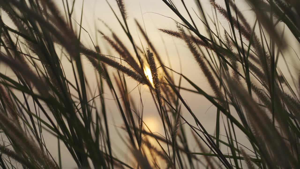 果园草的剪影摇曳和日落的背景视频素材