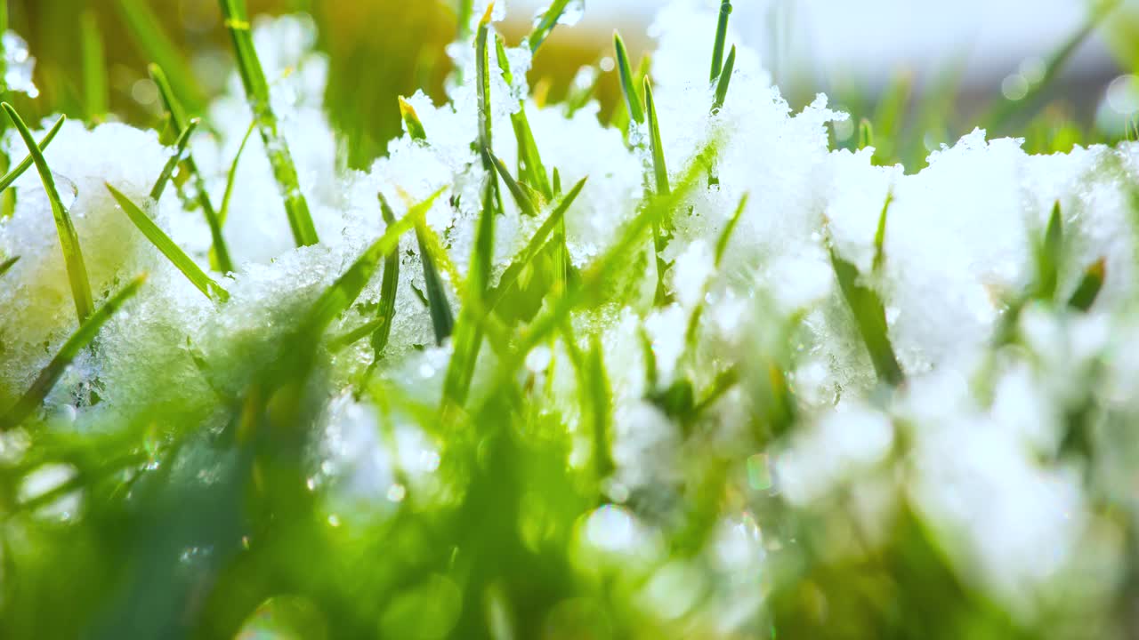 春天草地上融化的雪视频素材