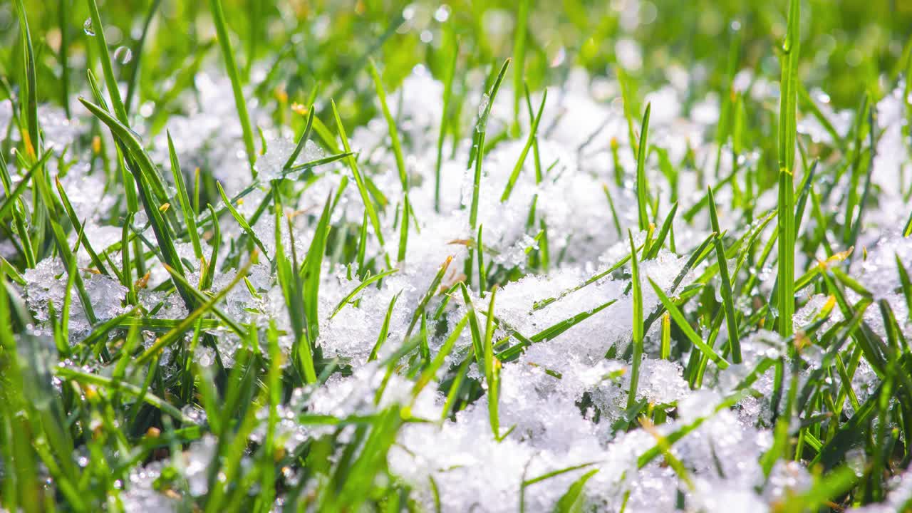 春天草地上融化的雪视频素材