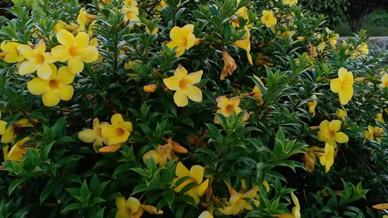 金喇叭花(Allamanda cathartia)视频素材