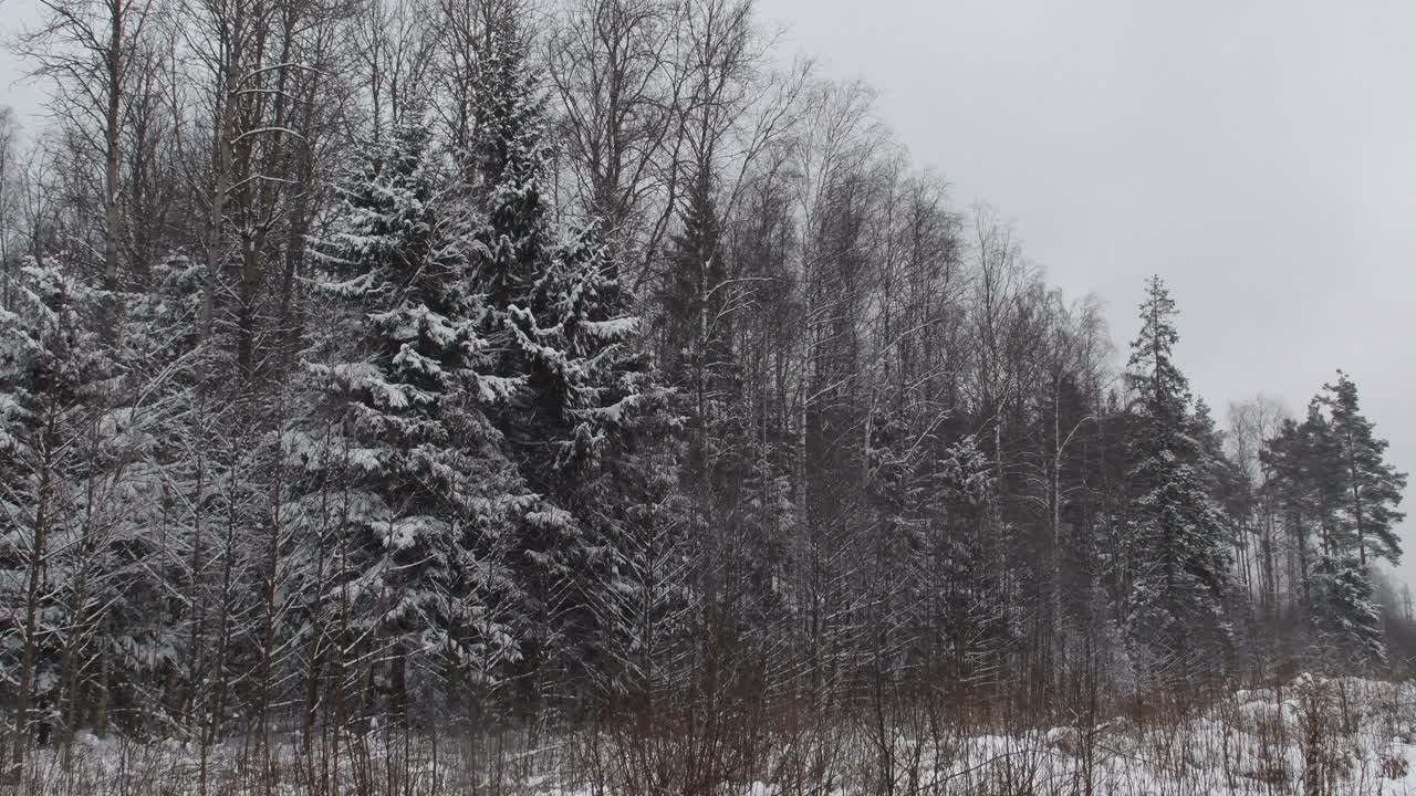 冬天下雪的野生森林。视频素材