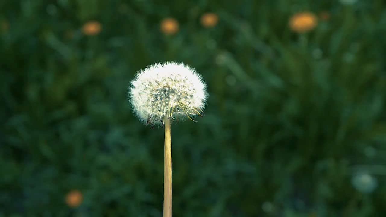 美丽的蒲公英在夏天翱翔，春天的蒲公英在绿草的背景下，蒲公英带着模糊的散焦背景。视频素材