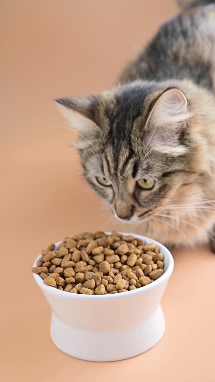 美丽的毛绒绒的猫吃着杯子里的干粮。西伯利亚猫幼特写。宠物适当营养的概念。垂直视频，用于社交网络。缓慢的运动。FullHD镜头视频素材