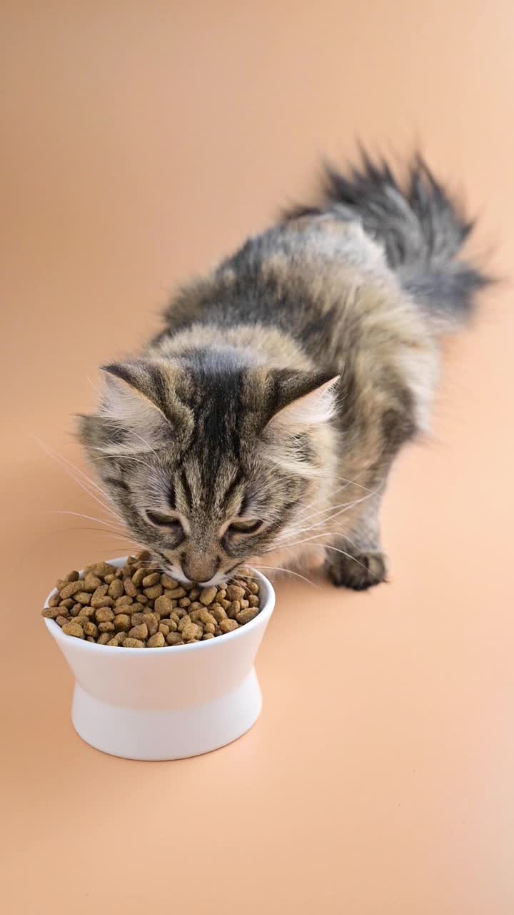 美丽的毛绒绒的猫吃着杯子里的干粮。西伯利亚猫幼特写。宠物适当营养的概念。垂直视频，用于社交网络。缓慢的运动。FullHD镜头视频素材