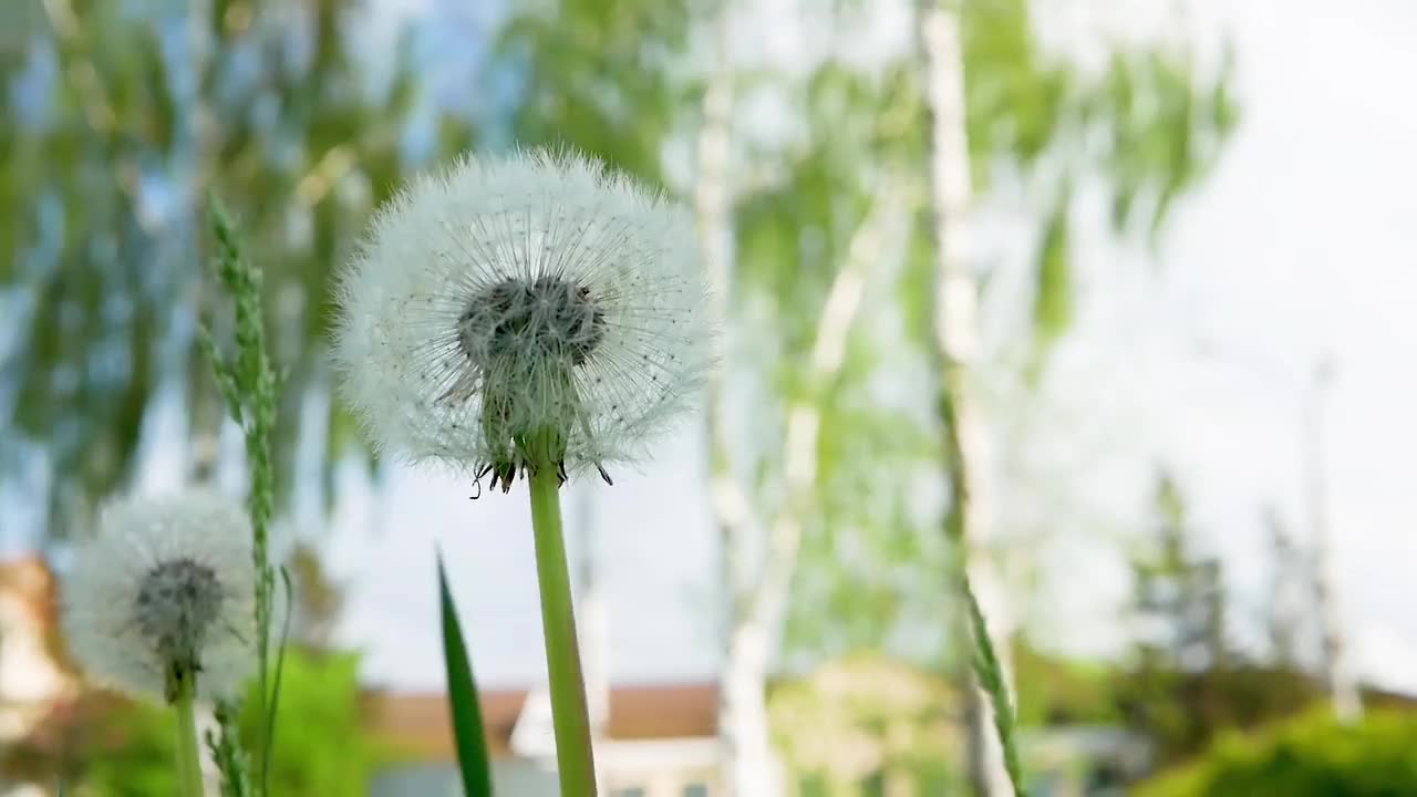 蓬松的春天蒲公英在风中摇摆，美丽的蒲公英特写。视频素材