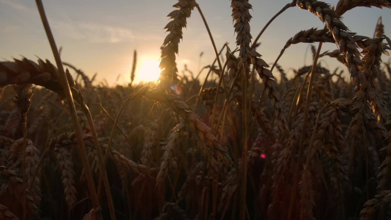 麦田上的金色夕阳。耳朵的黄金小麦近距离。美丽的自然日落景观。阳光下的乡村风光。慢镜头特写镜头。景观夏季田野太阳天空自然。视频素材