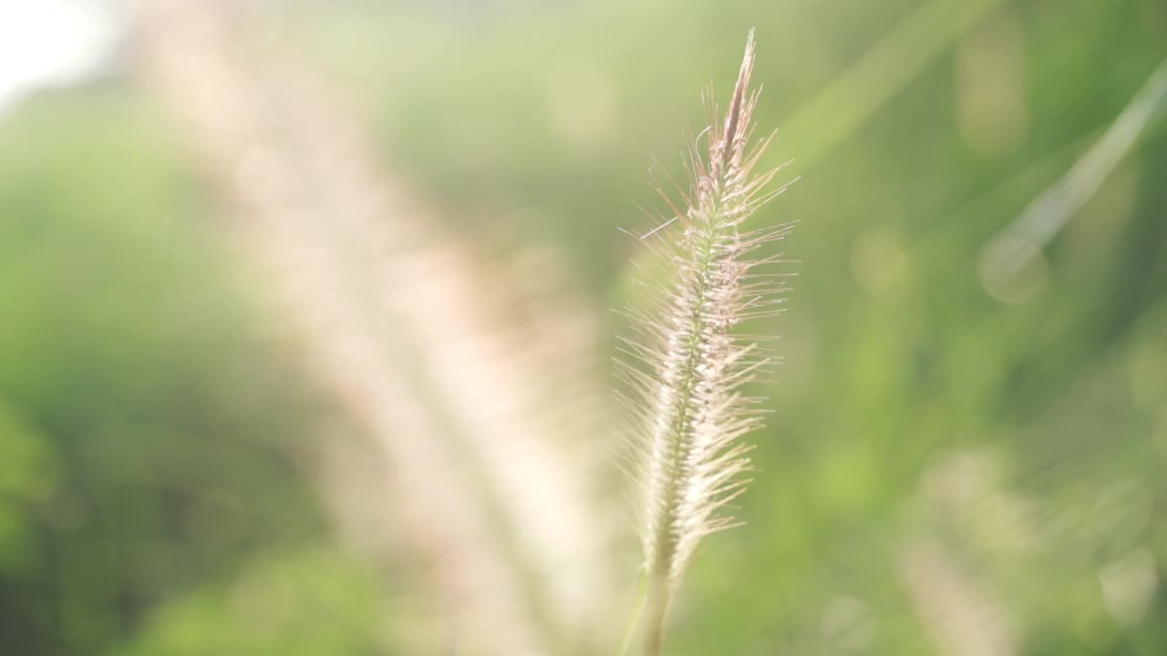 高草与白色穗状花序和森林树木散焦在背景视频素材