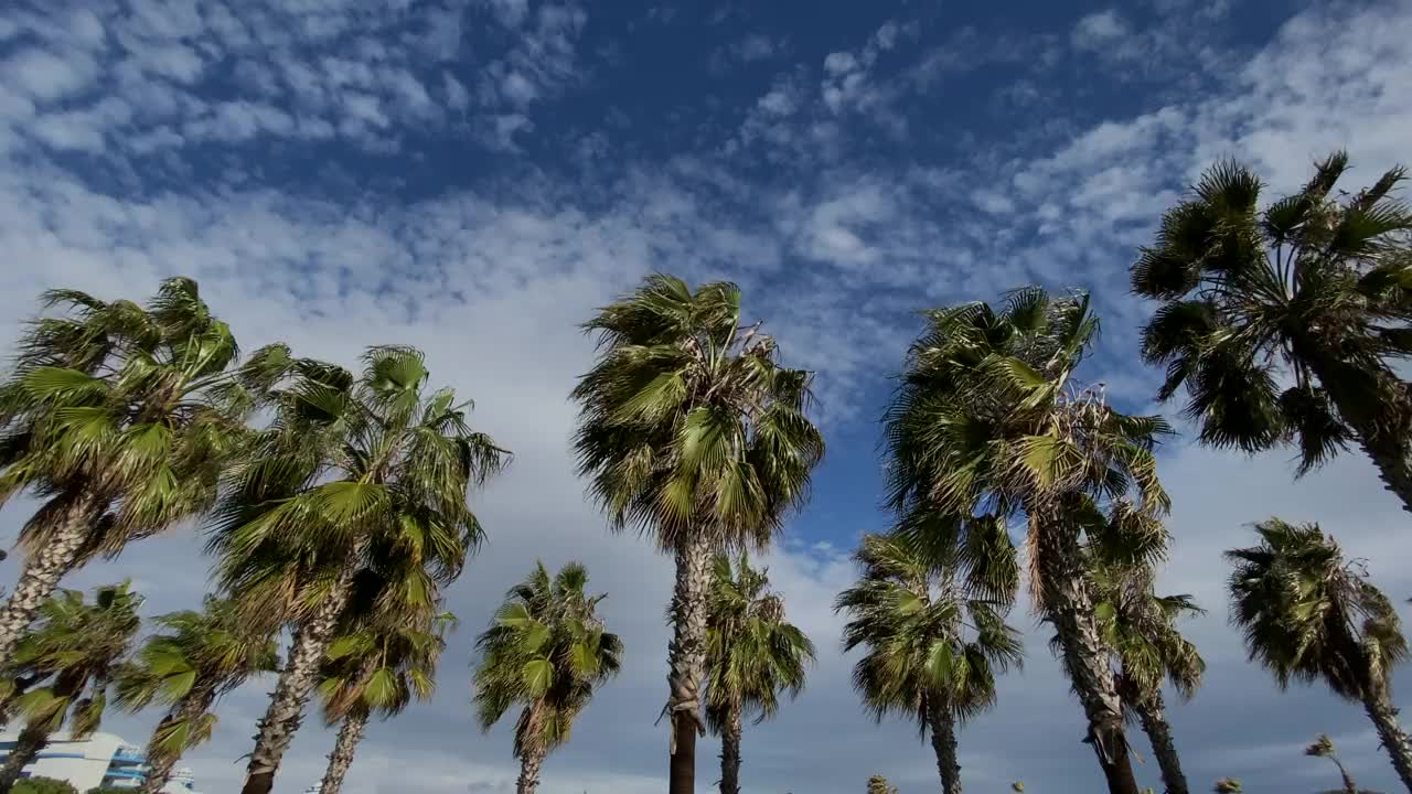 多云天空下棕榈树下的天空视图。视频素材