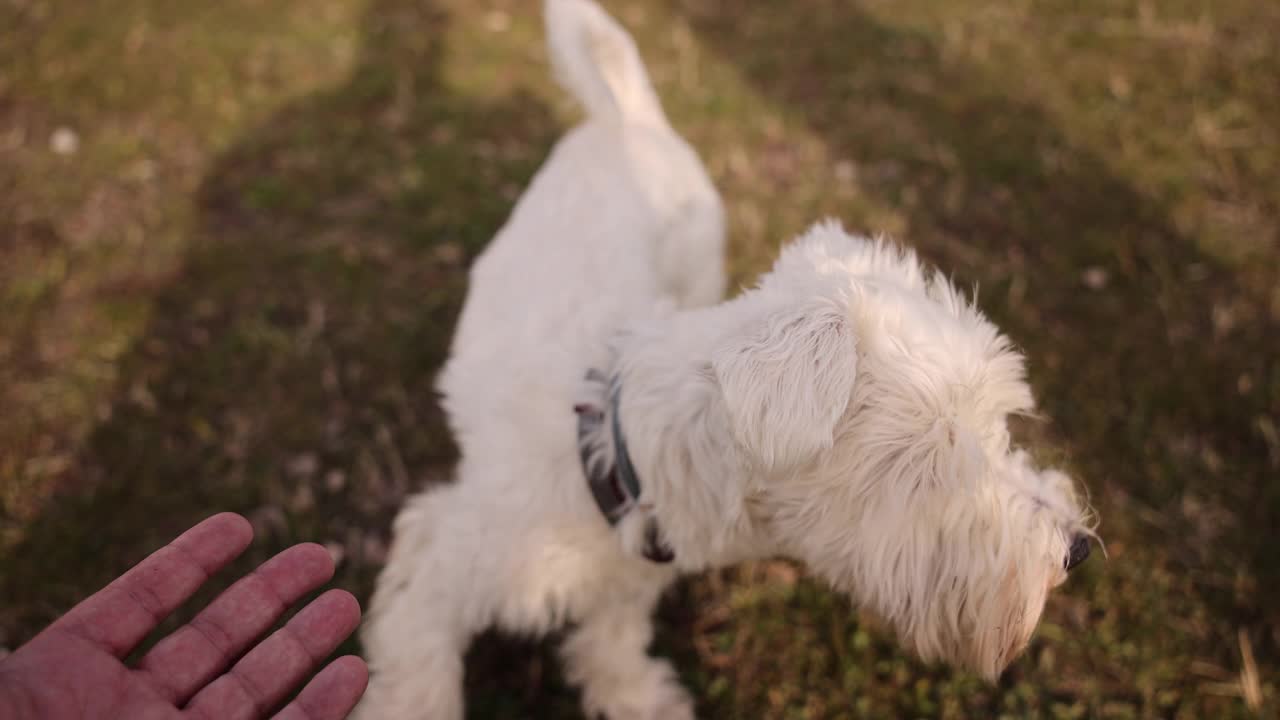 可爱的白色小猎犬视频素材