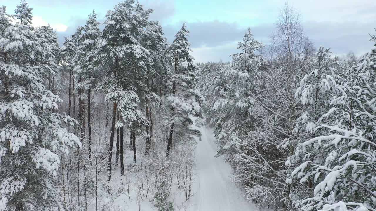 用4k摄像机拍下了覆盖着积雪的混合森林。视频素材