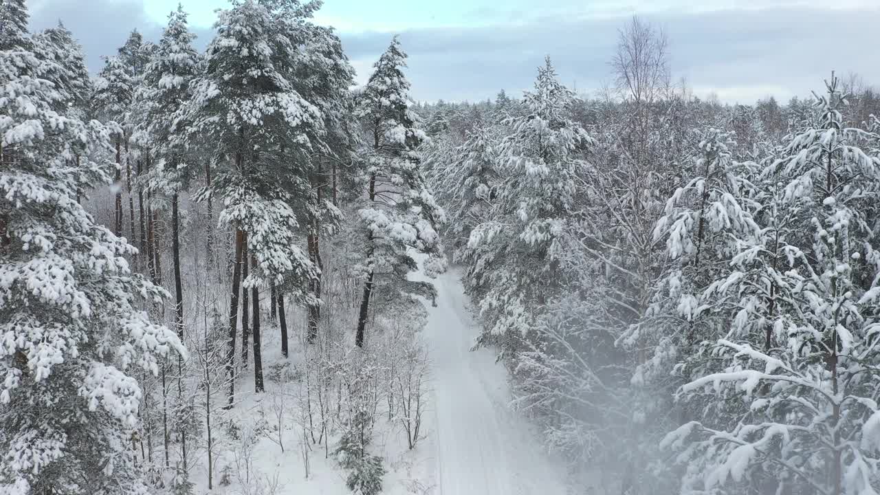 用4k摄像机拍下了覆盖着积雪的混合森林。视频素材