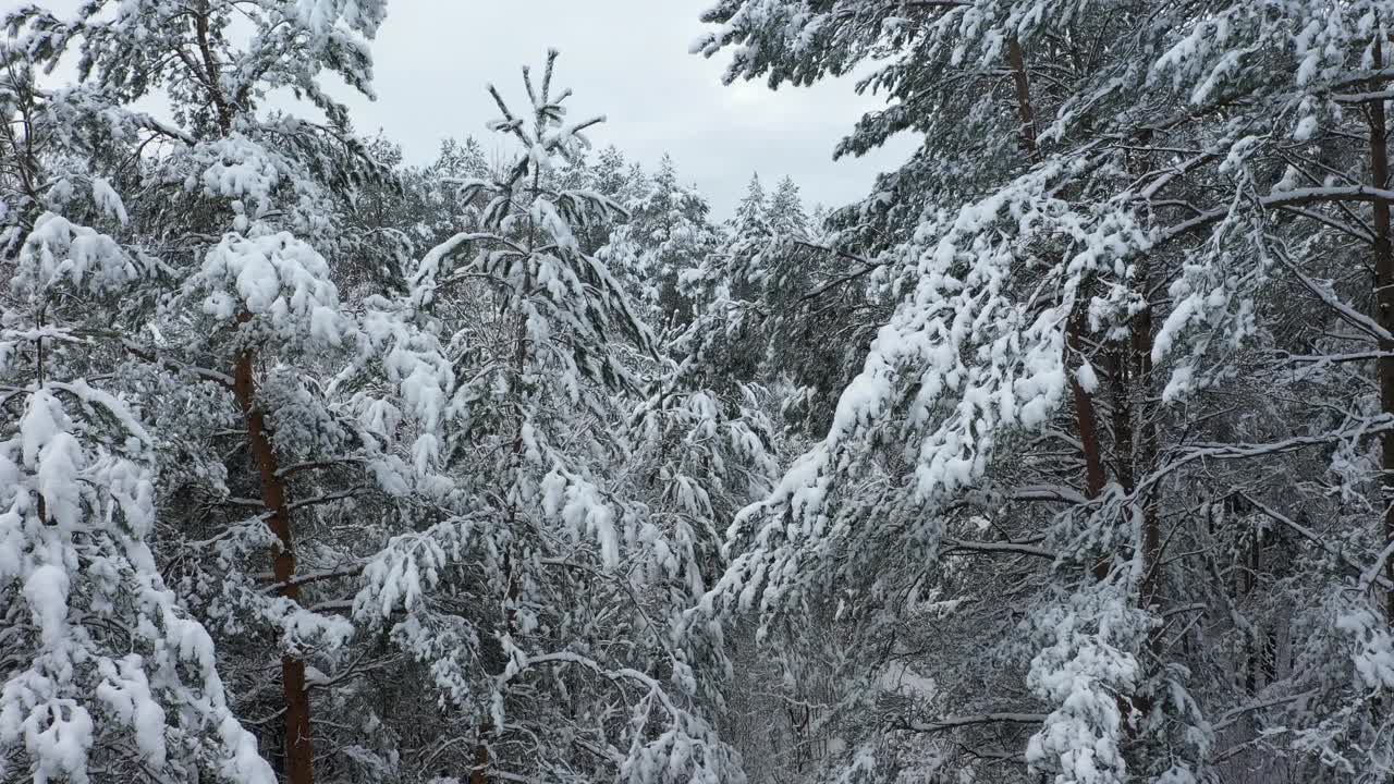 用4k摄像机拍下了覆盖着积雪的混合森林。视频素材