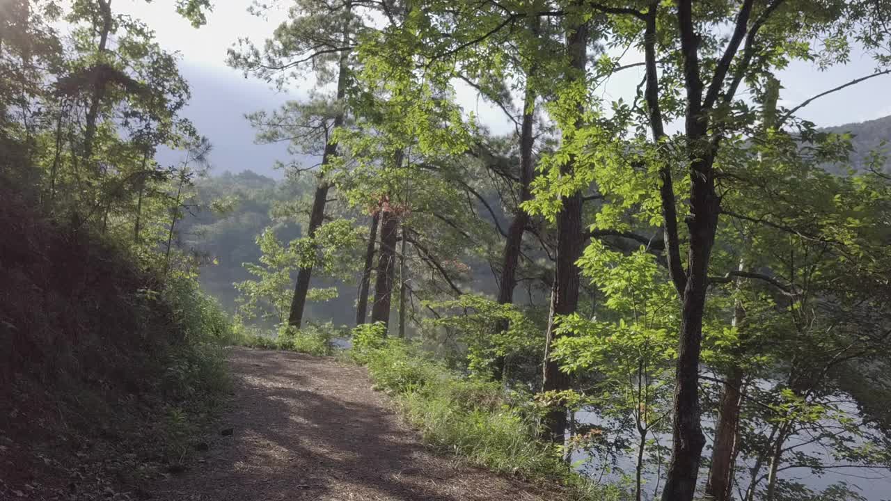 沿着徒步小径，穿过树林，来到阳光普照的湖边视频素材