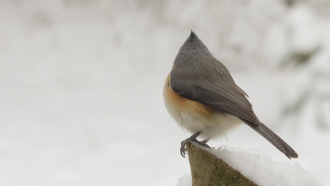 雪中山雀被蓝鸦赶走视频素材