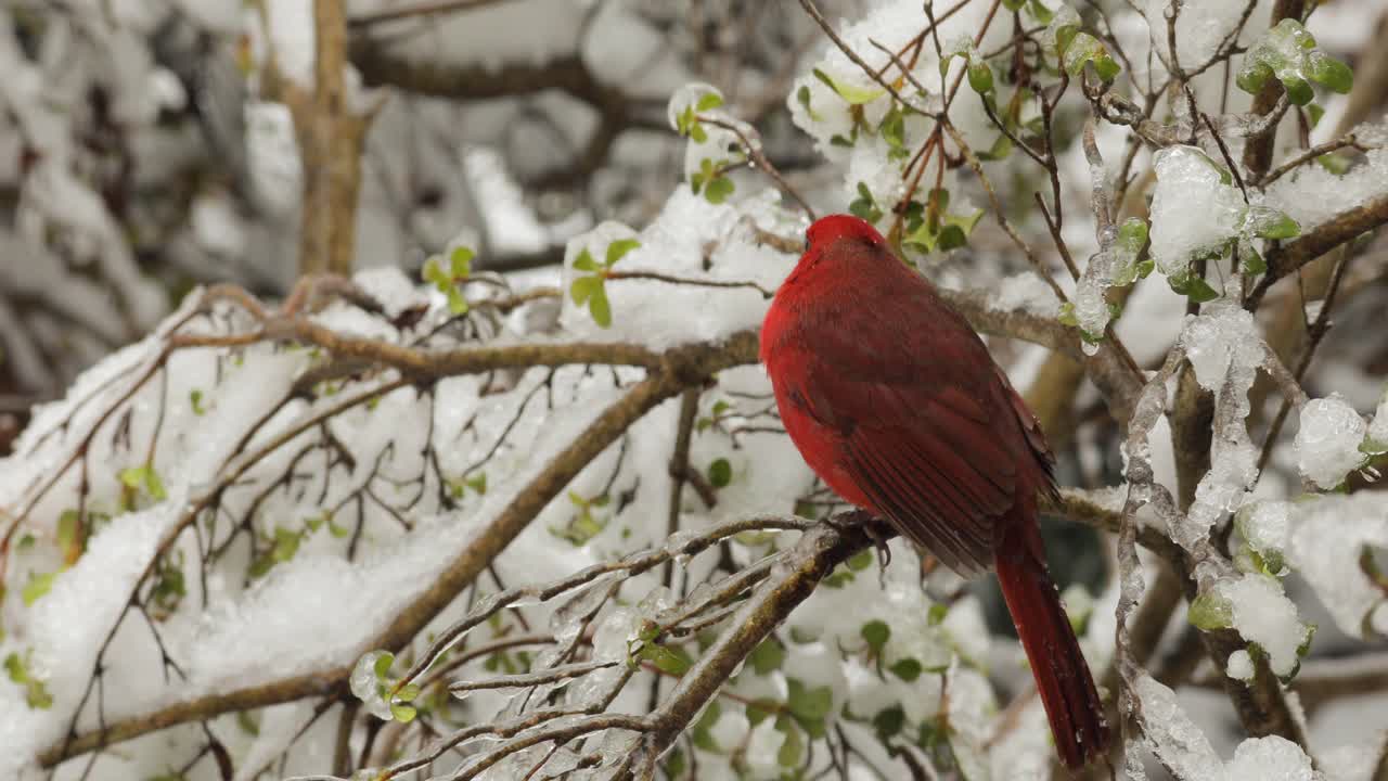 栖息在冰雪覆盖的灌木丛中的红衣主教视频素材