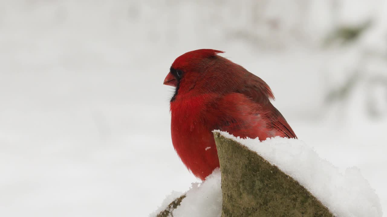 雪中红衣主教被蓝鸦赶走视频素材