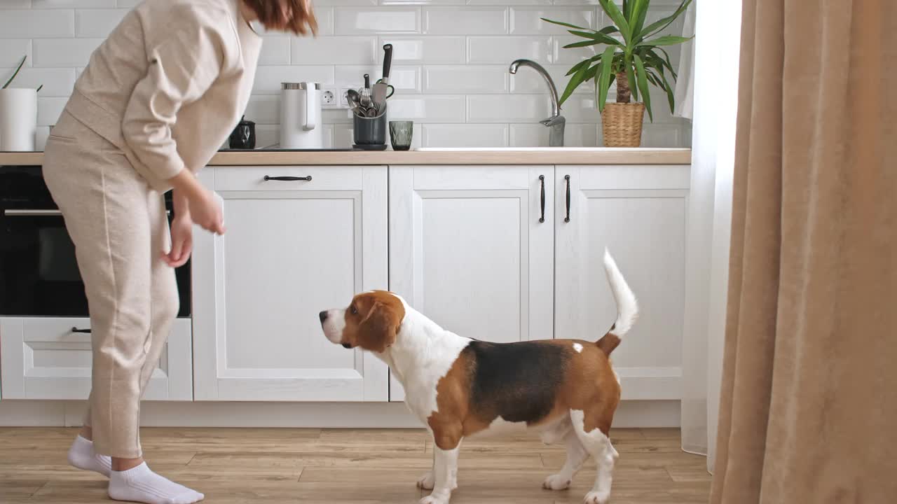 这只小猎犬的女主人正在训练，并给她的宠物喂食。狗坐在家里靠近窗户的地板上执行命令。男人最好的朋友视频素材