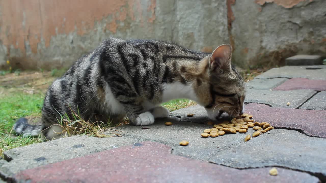 可爱饥饿的流浪猫在花园里吃猫食，而蚂蚁在周围走动视频下载