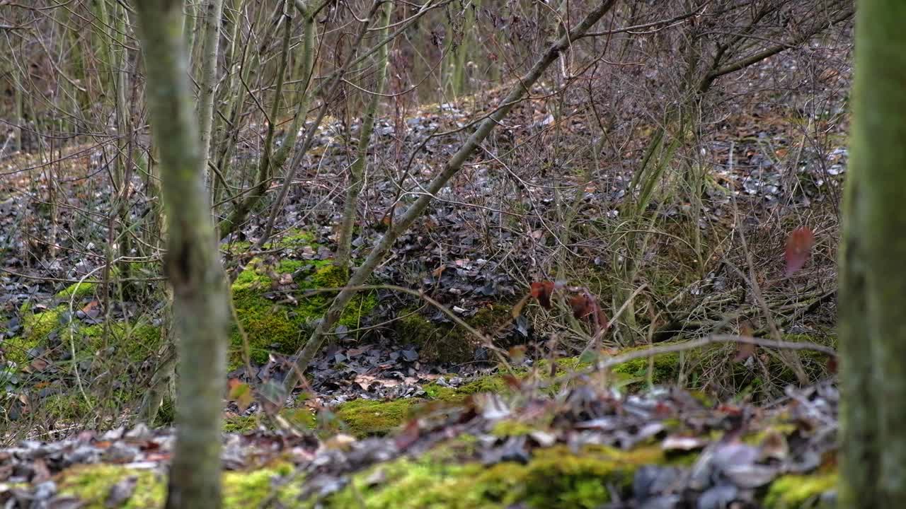 一个白人女人带着她的白色牧羊犬在树林里散步视频下载