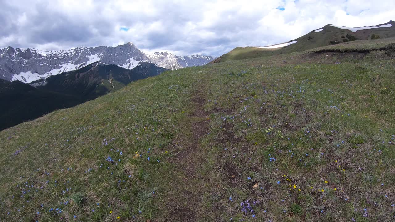 徒步穿越长满野花的高山草甸视频素材