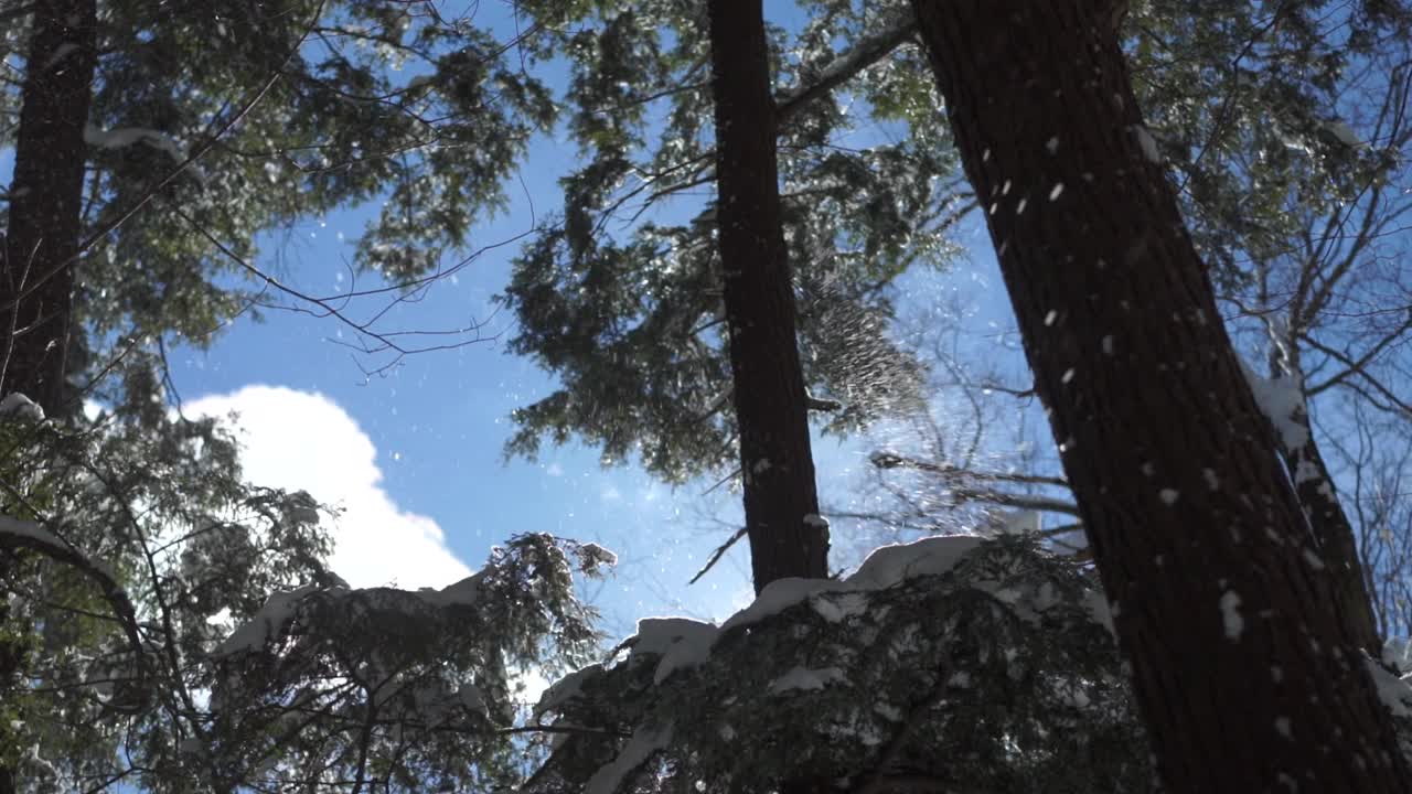 雪花从树林里飘落，天空湛蓝视频素材