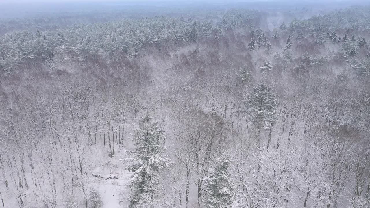 用4k摄像机拍下了覆盖着积雪的混合森林。视频素材