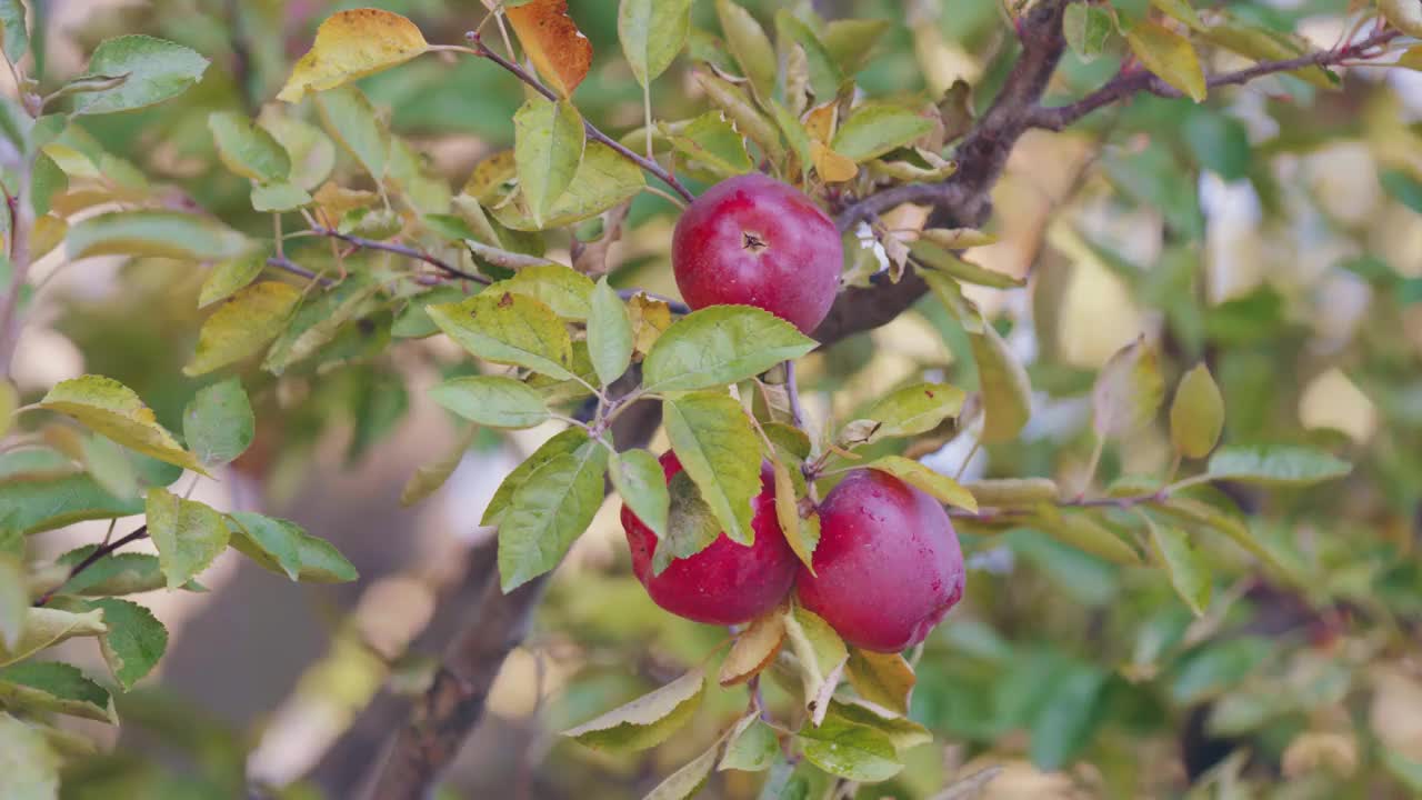 在苹果园里，三个鲜红可口的苹果挨在一起，挂在树枝上，轻轻在风中飘动。模糊的背景。视频素材