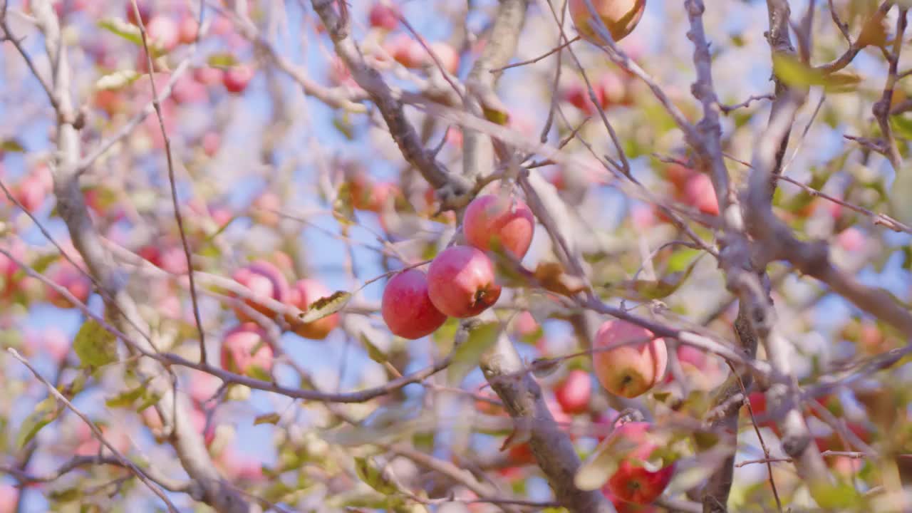 鲜红可口的苹果彼此紧挨着，挂在树枝上，轻轻在苹果园里随风飘荡。模糊的背景。视频素材