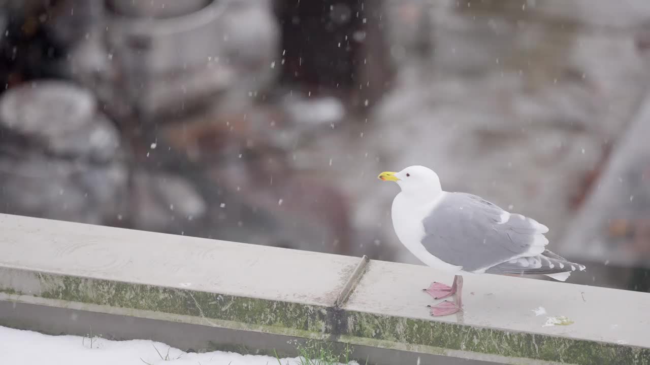 一只海鸥在一个下雪天站在城市的屋顶上视频下载